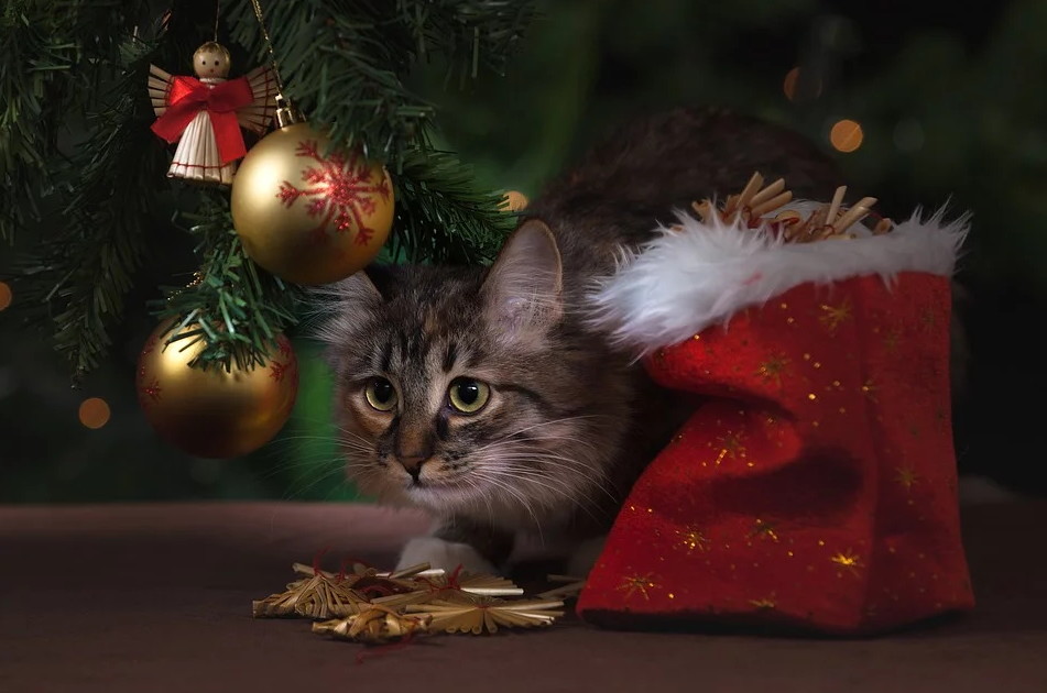 Кот под елкой с мешком