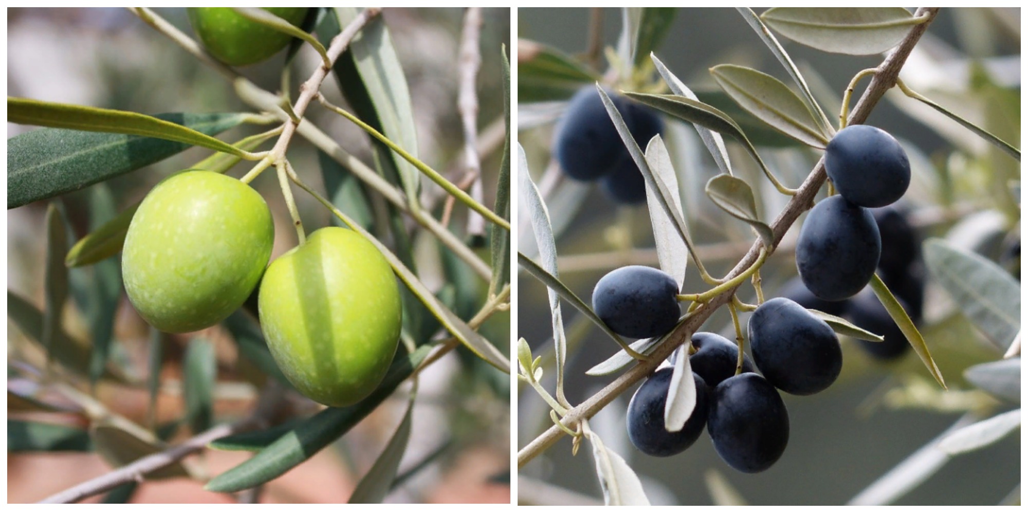 Отличие маслин от оливок